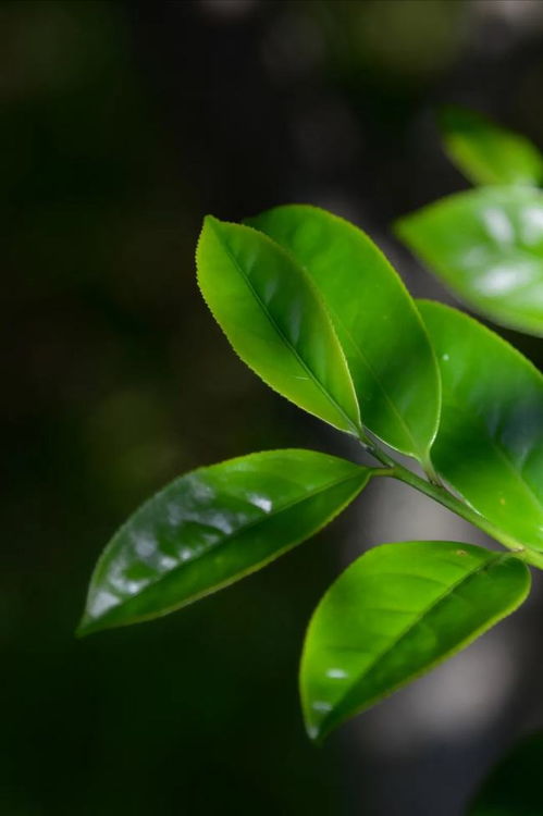 鸭屎香茶叶与鸭屎，究竟有无关系？